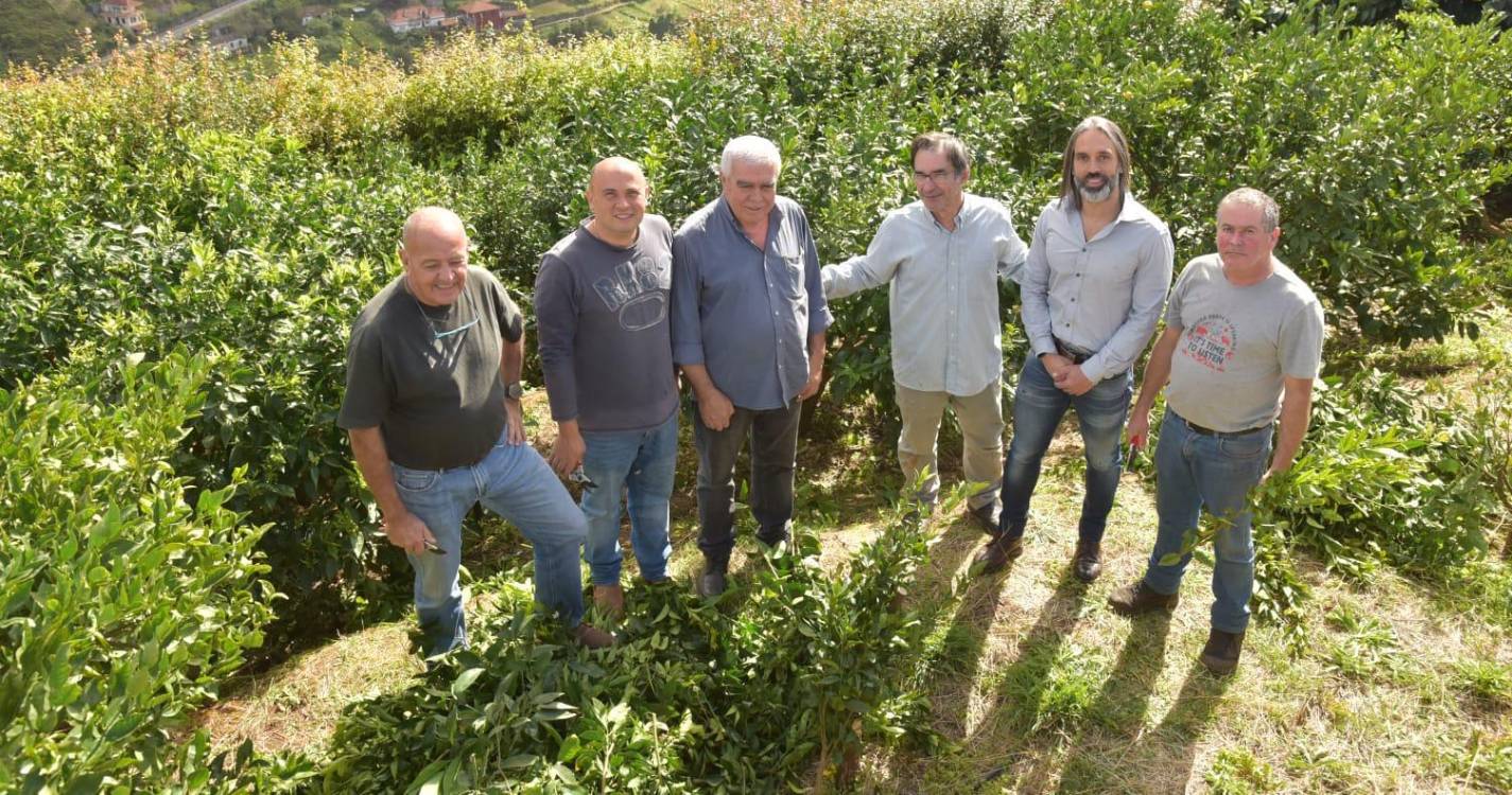 Apoios à poda de anoneiras chegam a 177 agricultores