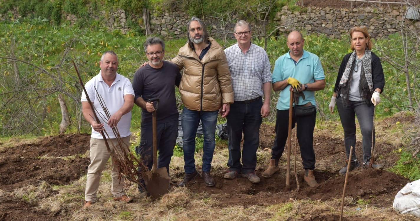 Plano de revitalização da Cerejeira no Jardim da Serra