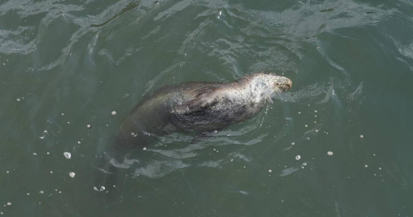 Lobo marinho veio descansar à foz das ribeiras do Funchal (com vídeo)