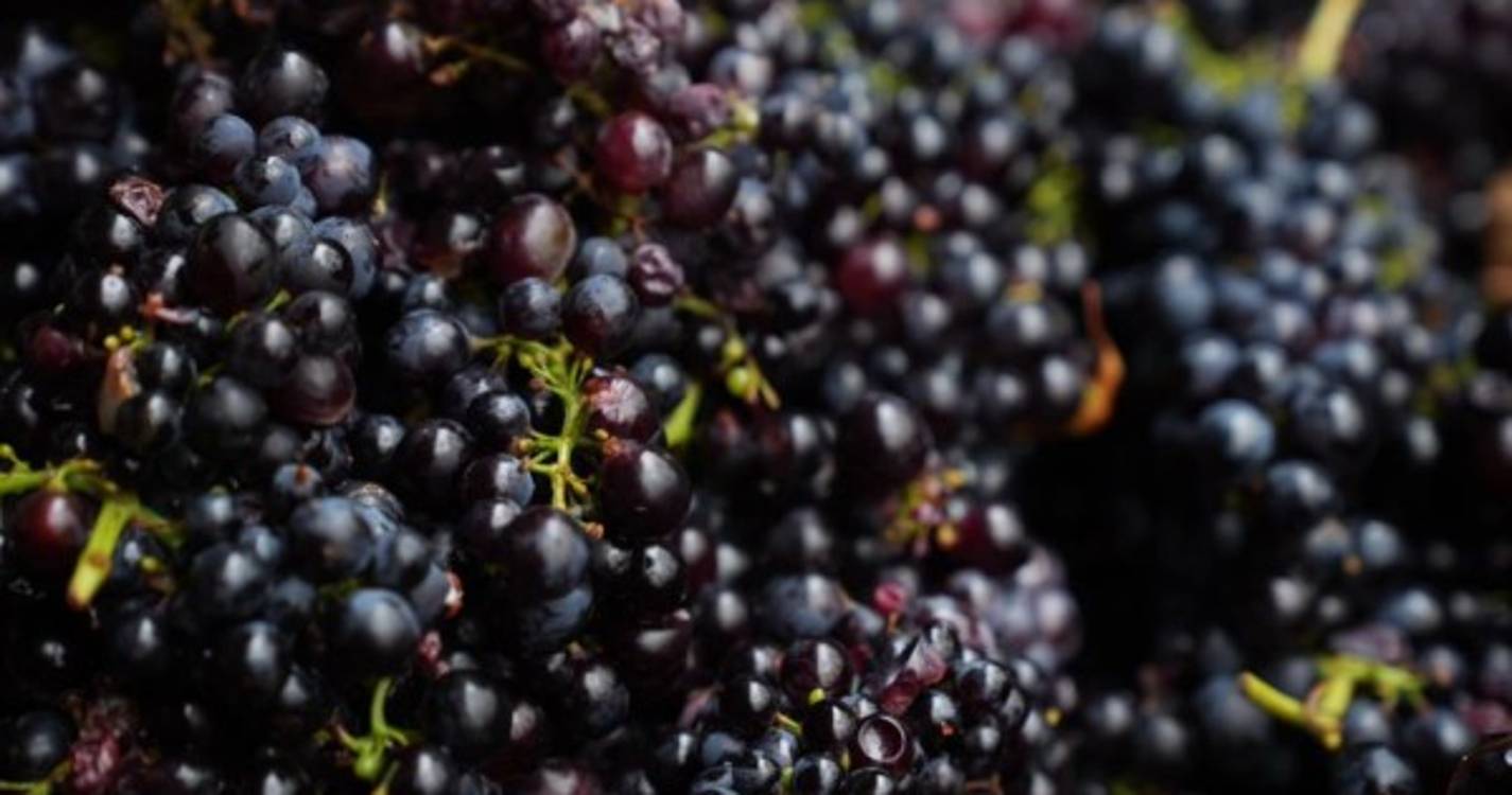 'Blandy's Wine Festival' encerra com arraial madeirense (com fotos)