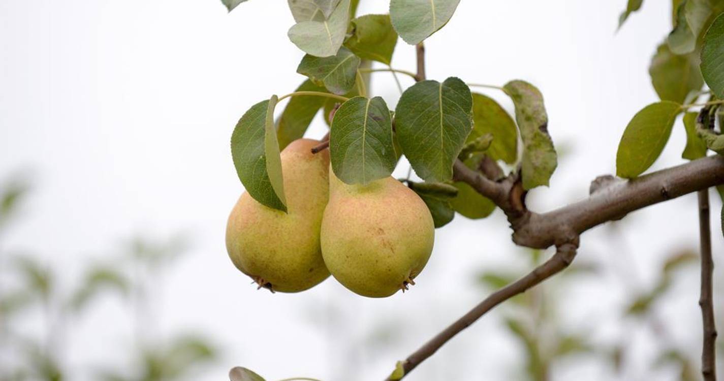 Exportações de pequenos frutos mais que triplicam em 10 anos e atingem máximo de 398 milhões