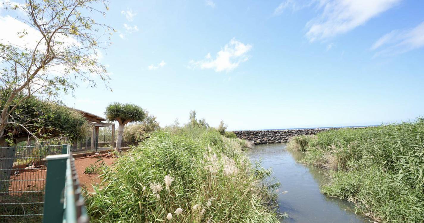 Perdidos e Achados: Lagoa resiste ao abandono. Limpeza avança em setembro