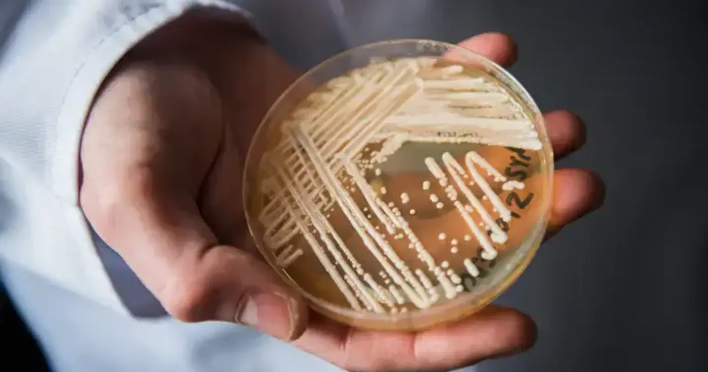 Estudo identifica primeiros casos de ‘Candida auris’ em Portugal e reforça importância da vigilância
