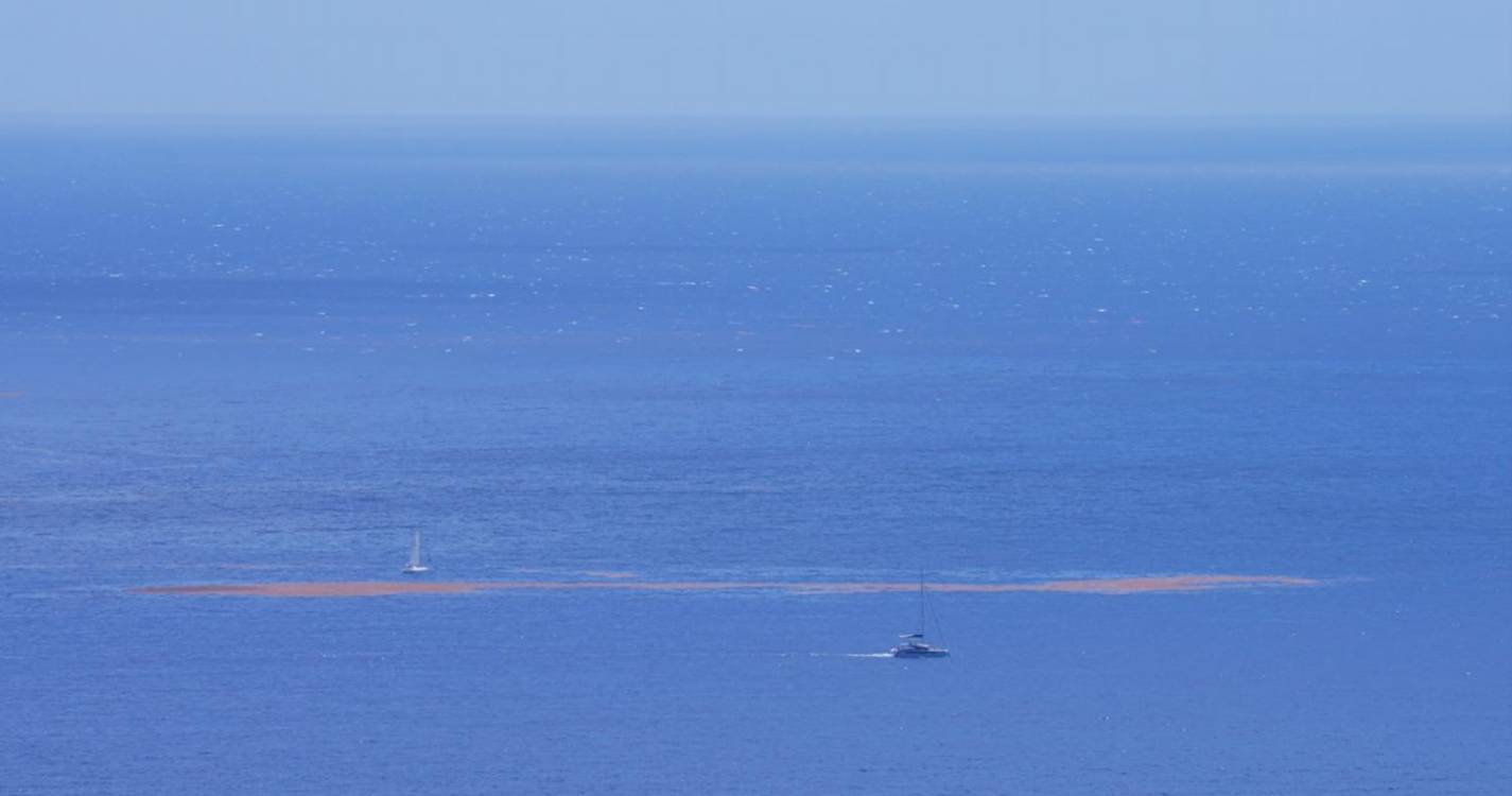 Sargaço no mar em frente ao Cais do Funchal