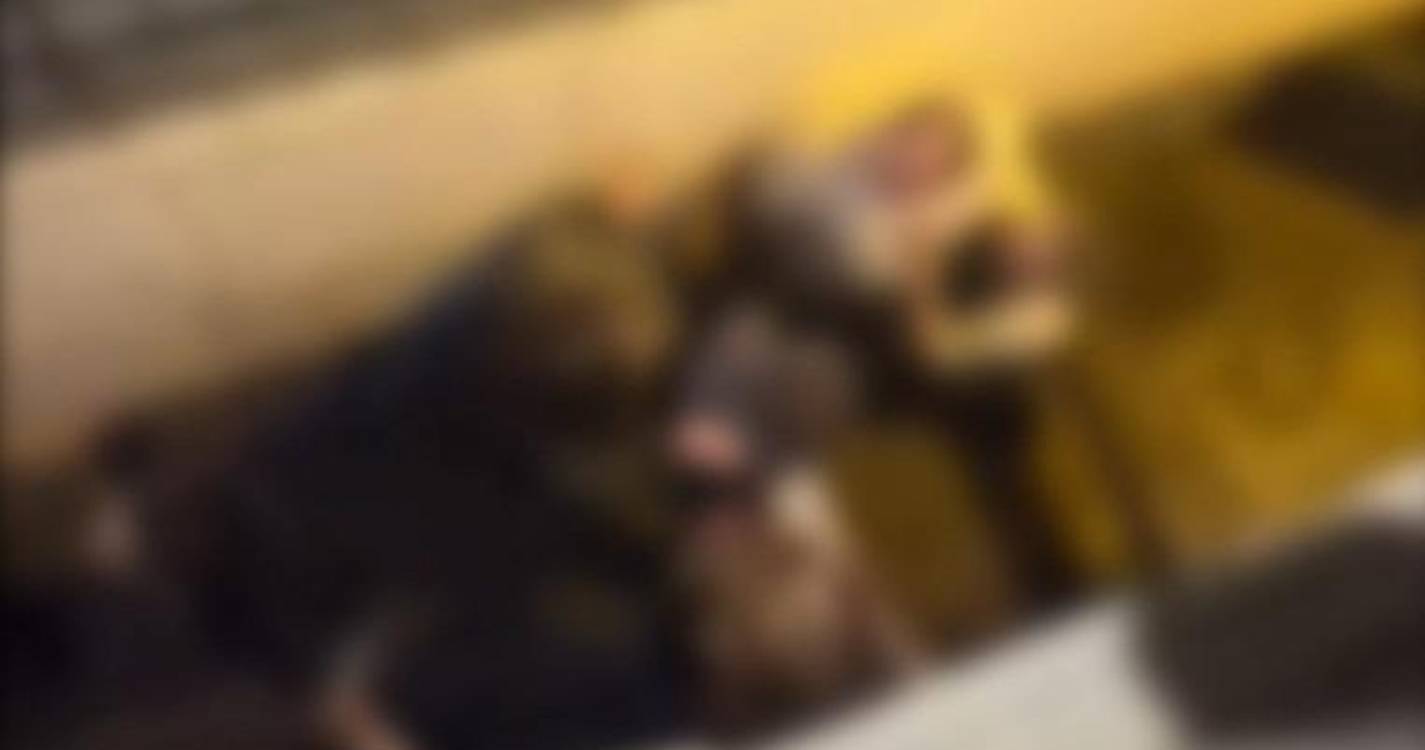 Nova cena de pancadaria registada na noite do Funchal (com vídeo)