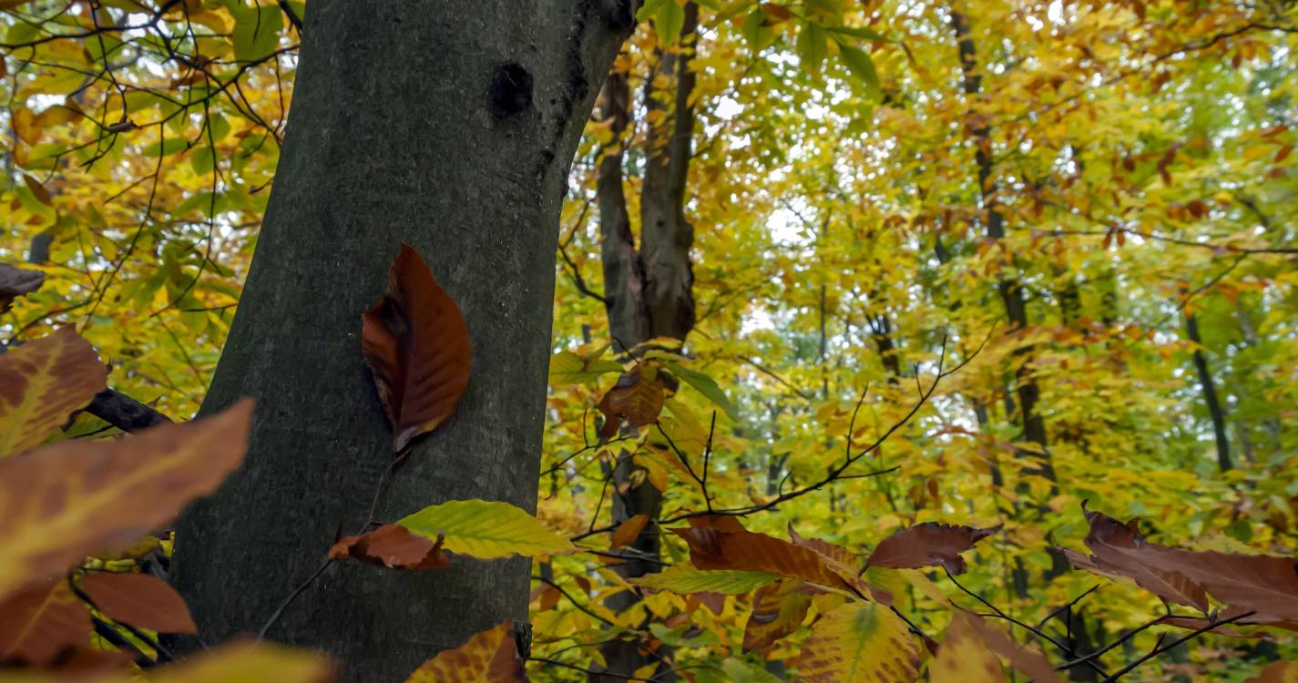 Queda de árvores durante madrugada mobiliza bombeiros