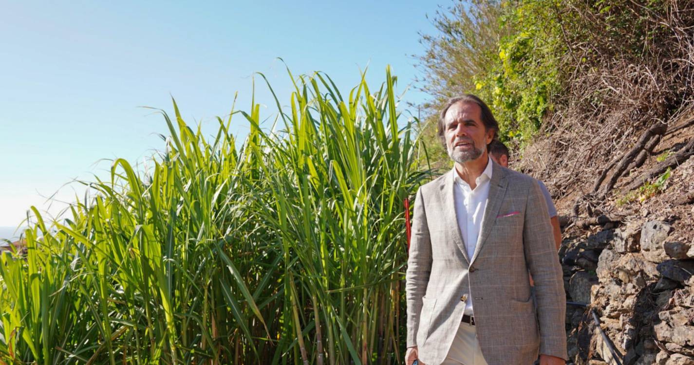 Apoio aos produtores de cana de açúcar sobe para 54 cêntimos ao quilo