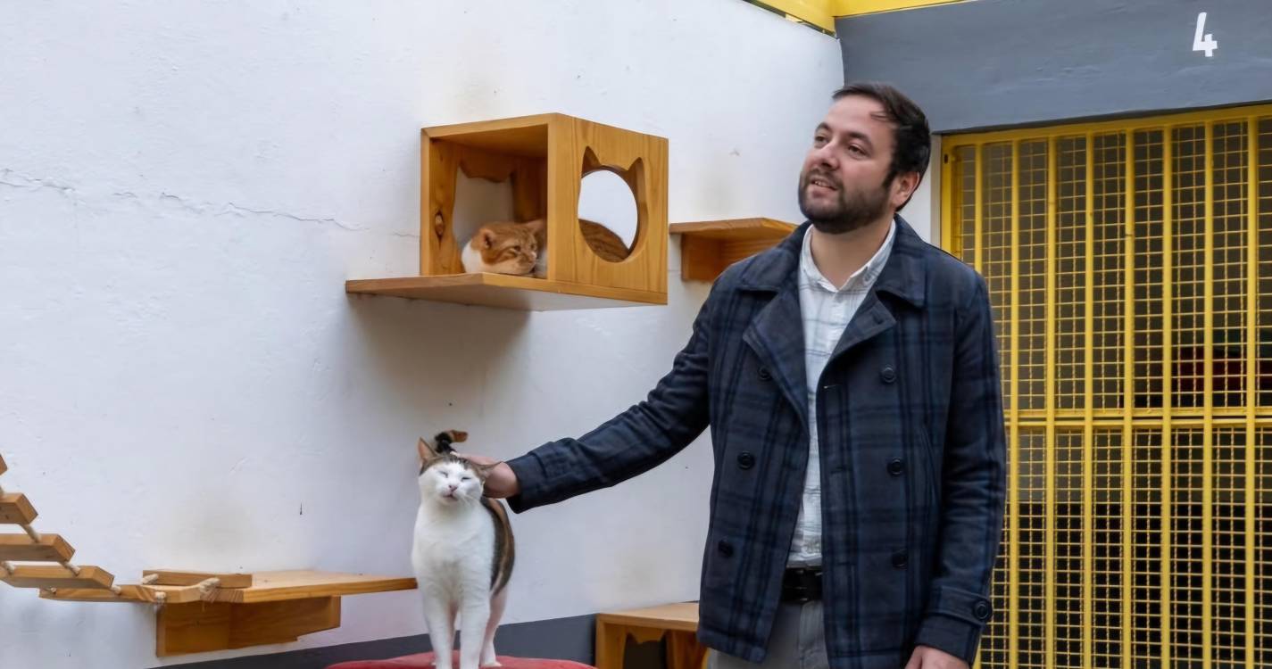 PAN Madeira alerta para a negligência na Causa Animal na Região