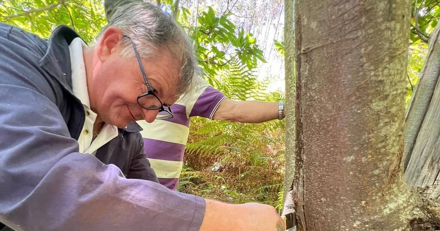 Plano ‘+ Castanha’ visa recuperar soutos do Curral das Freiras