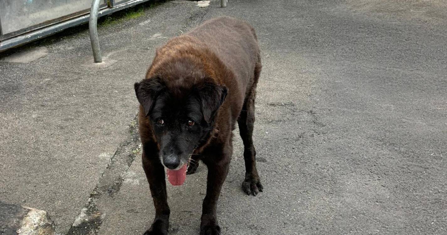 Câmara de Lobos despede-se do “cão mais acarinhado da baixa da cidade”