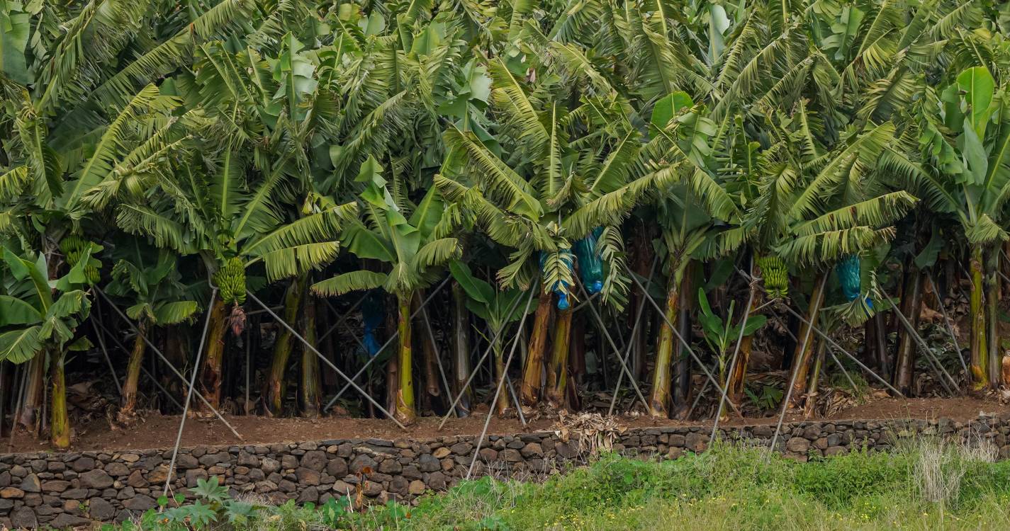 Bombeiros e Cruz Vermelha resgatam homem que sofreu queda em terreno de bananeiras