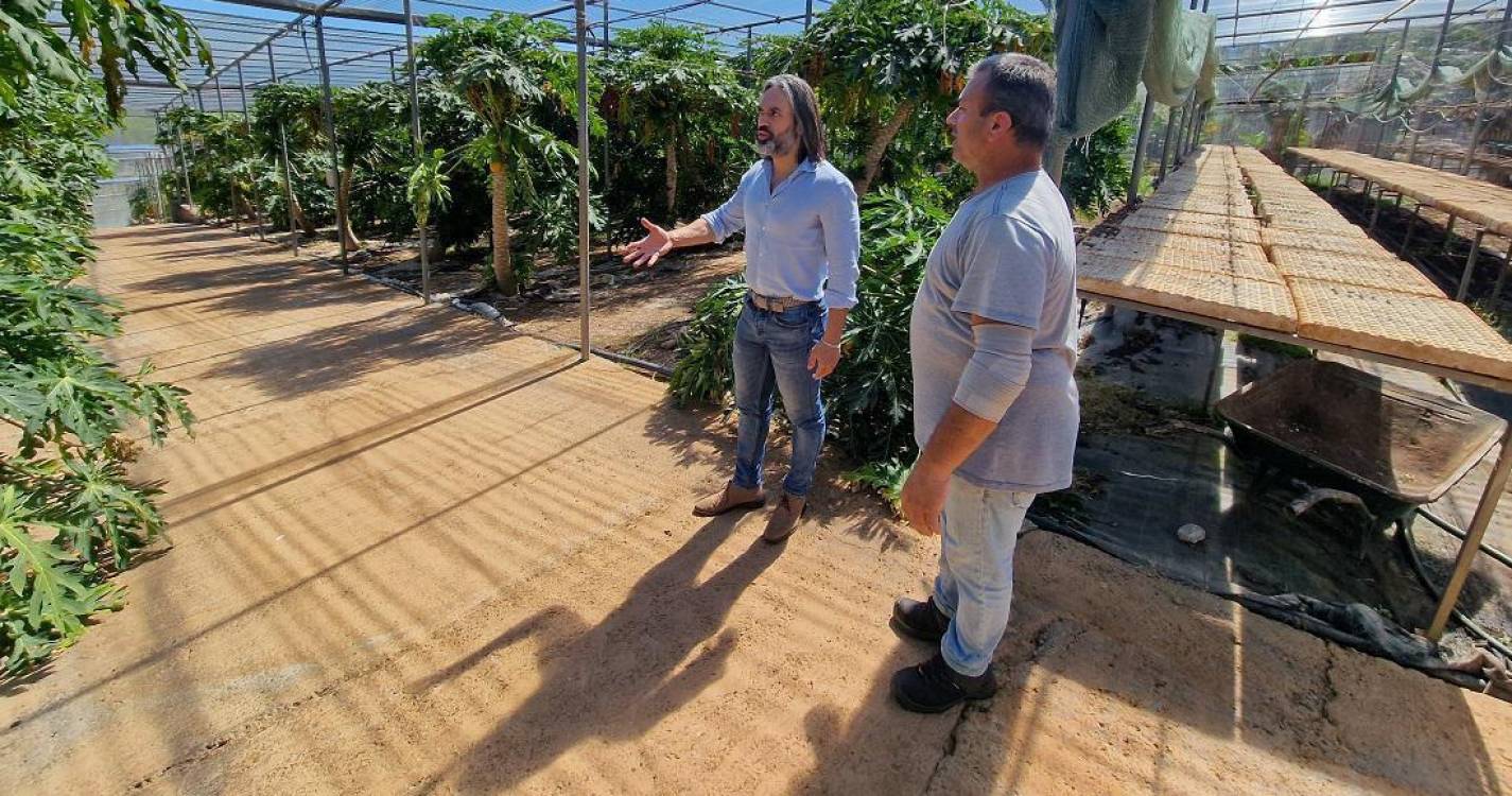 Agricultor cria nova espécie de papaia com ajuda do Microlab Madeira