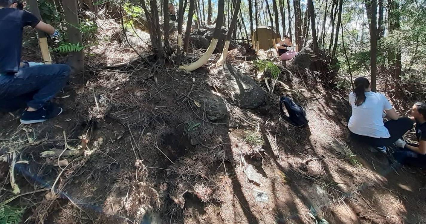 Quercus aponta o que falta fazer na prevenção dos incêndios rurais e florestais