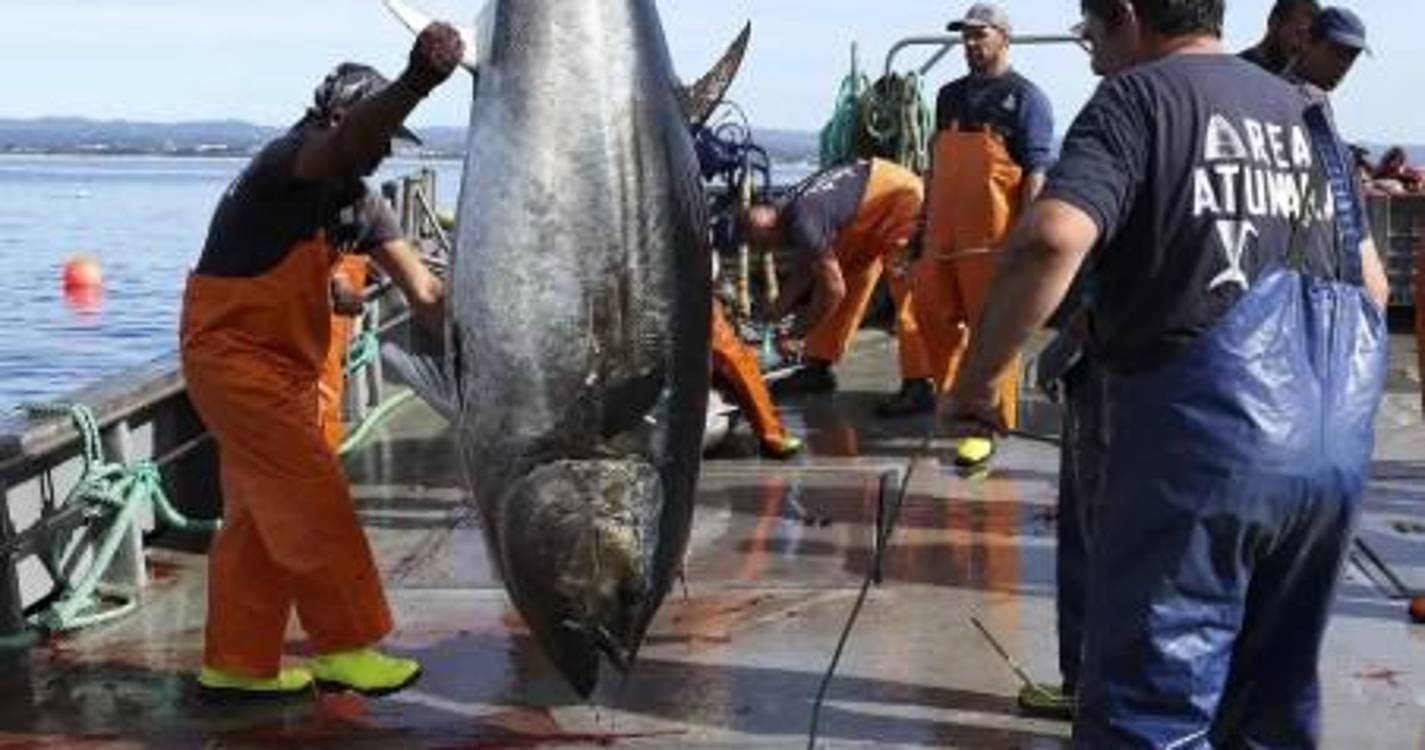 Pesca de atum-rabilho aumenta 17% nas regiões autónomas em 2026