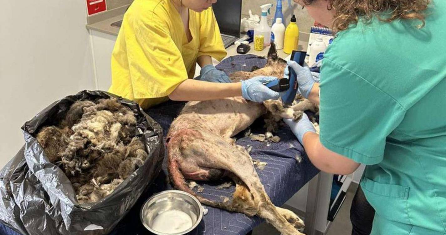 Tribunal: Associação recorre no caso do cão encontrado em estado grave em São Vicente