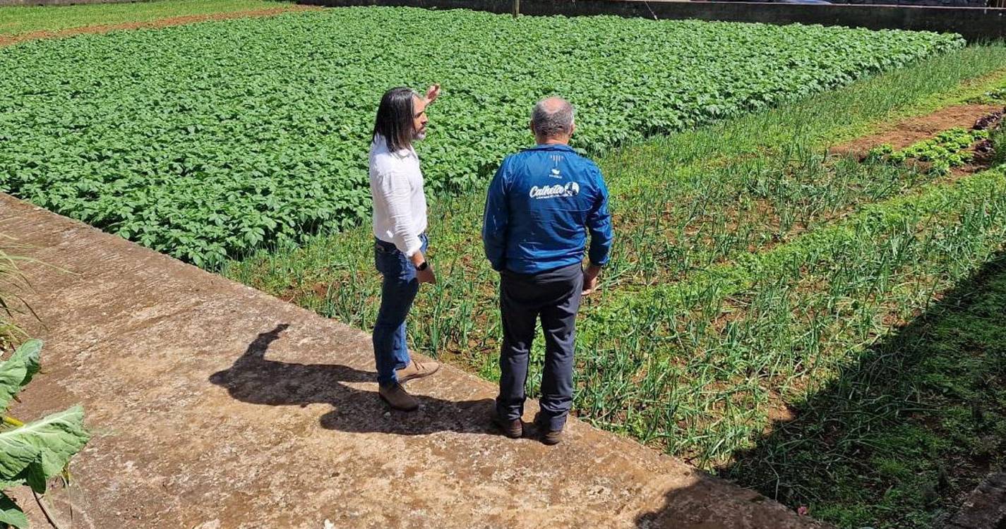 Batata-doce da Madeira com Denominação de Origem Protegida para breve