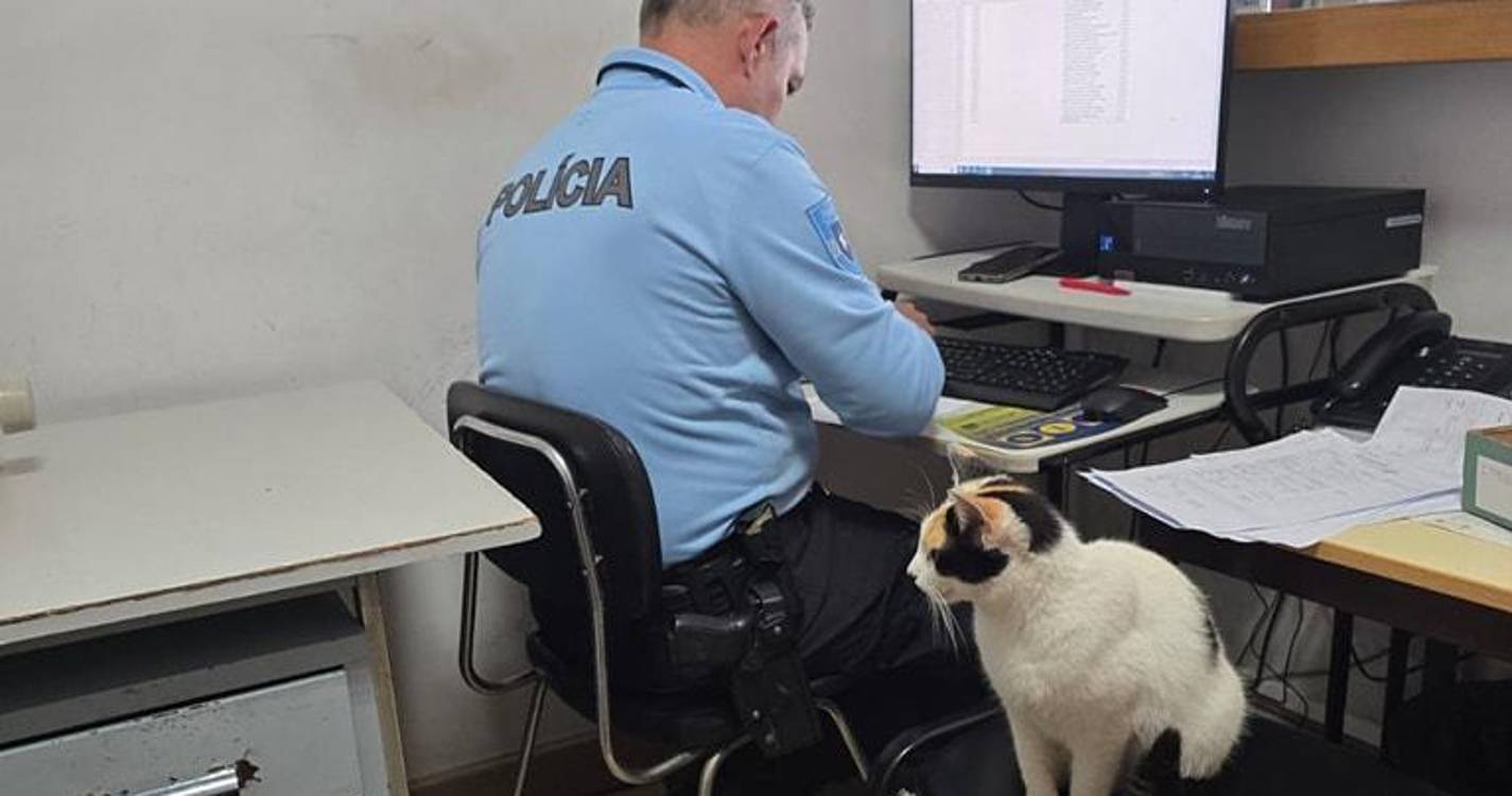 Esquadras da Região adotam gatos para melhorar o ambiente operacional