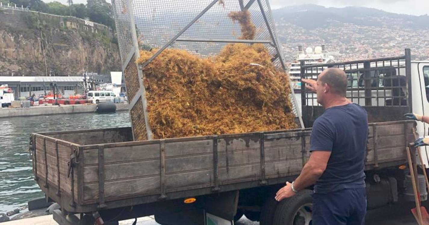 APRAM recorre a meios marítimos para recolher sargaço (com vídeo)