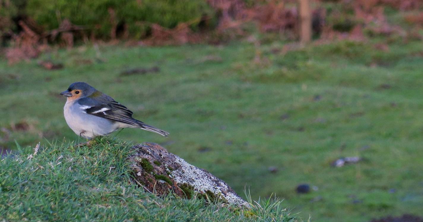 Gripe das aves detetada em Olhão subindo os focos confirmados este ano para 20