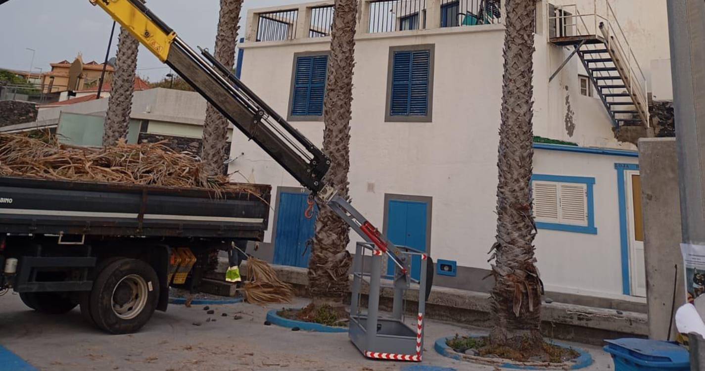 Desbaste de palmeiras nos Reis Magos pode condicionar acesso à praia