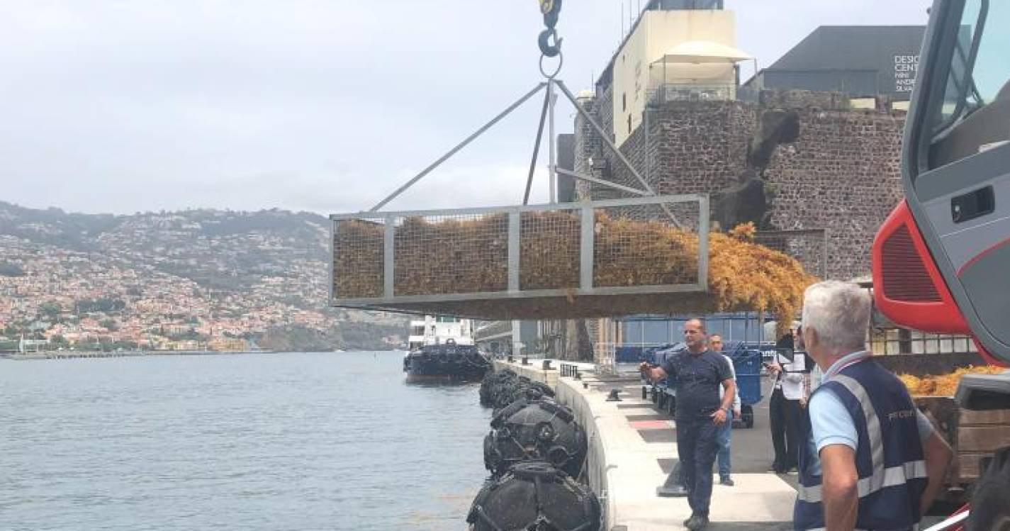 APRAM recorre a meios marítimos para recolher sargaço (com vídeo)