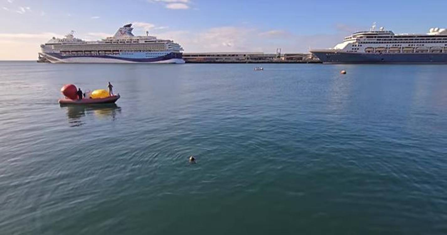 Lobo marinho filmado na baía do Funchal