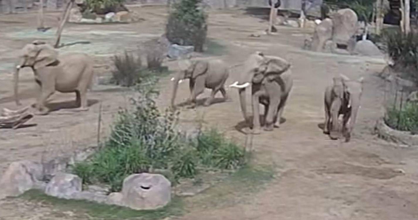 Manada de elefantes torna-se viral ao proteger crias durante sismo na Califórnia (com vídeo)