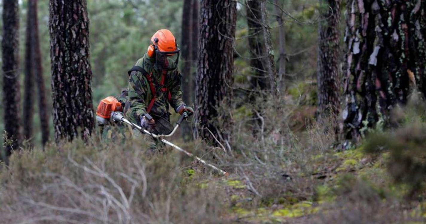 Eurodeputados aprovam alargamento de lista de crimes ambientais e novas penas