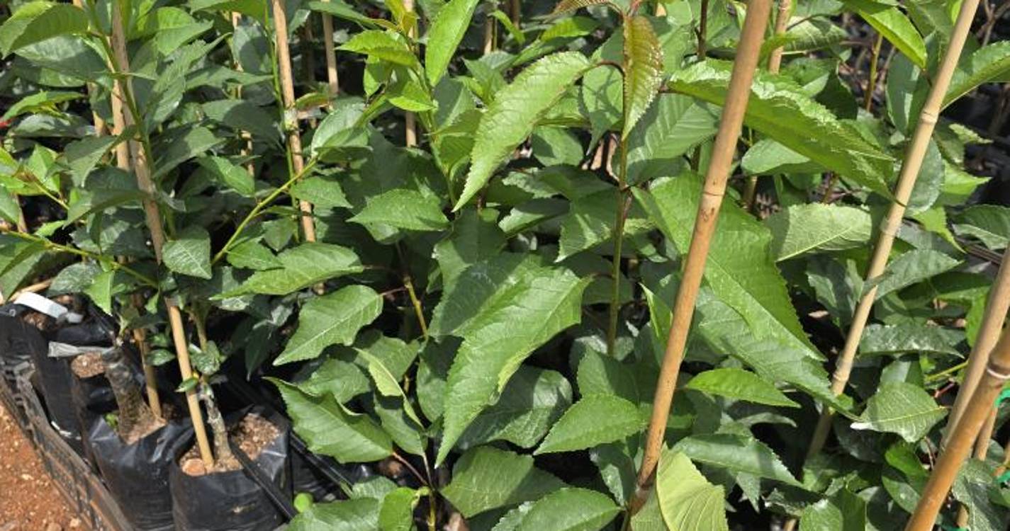 Casa do Povo do Curral das Freiras inicia projeto de preservação da Ginjeira e da Ginjinha Tradicional