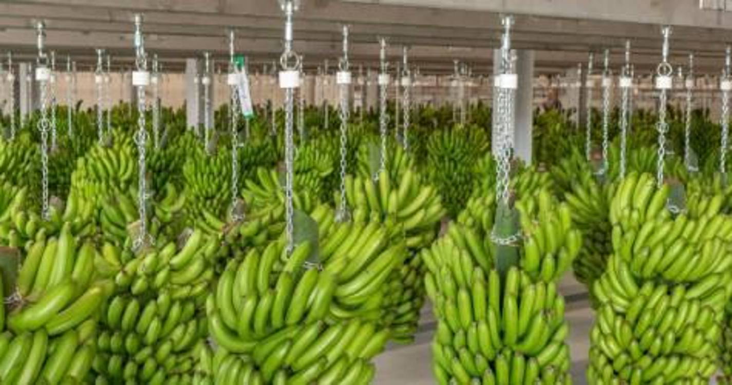 PS diz que o “Governo recorre à chantagem e obriga bananicultores a estarem presos à GESBA”