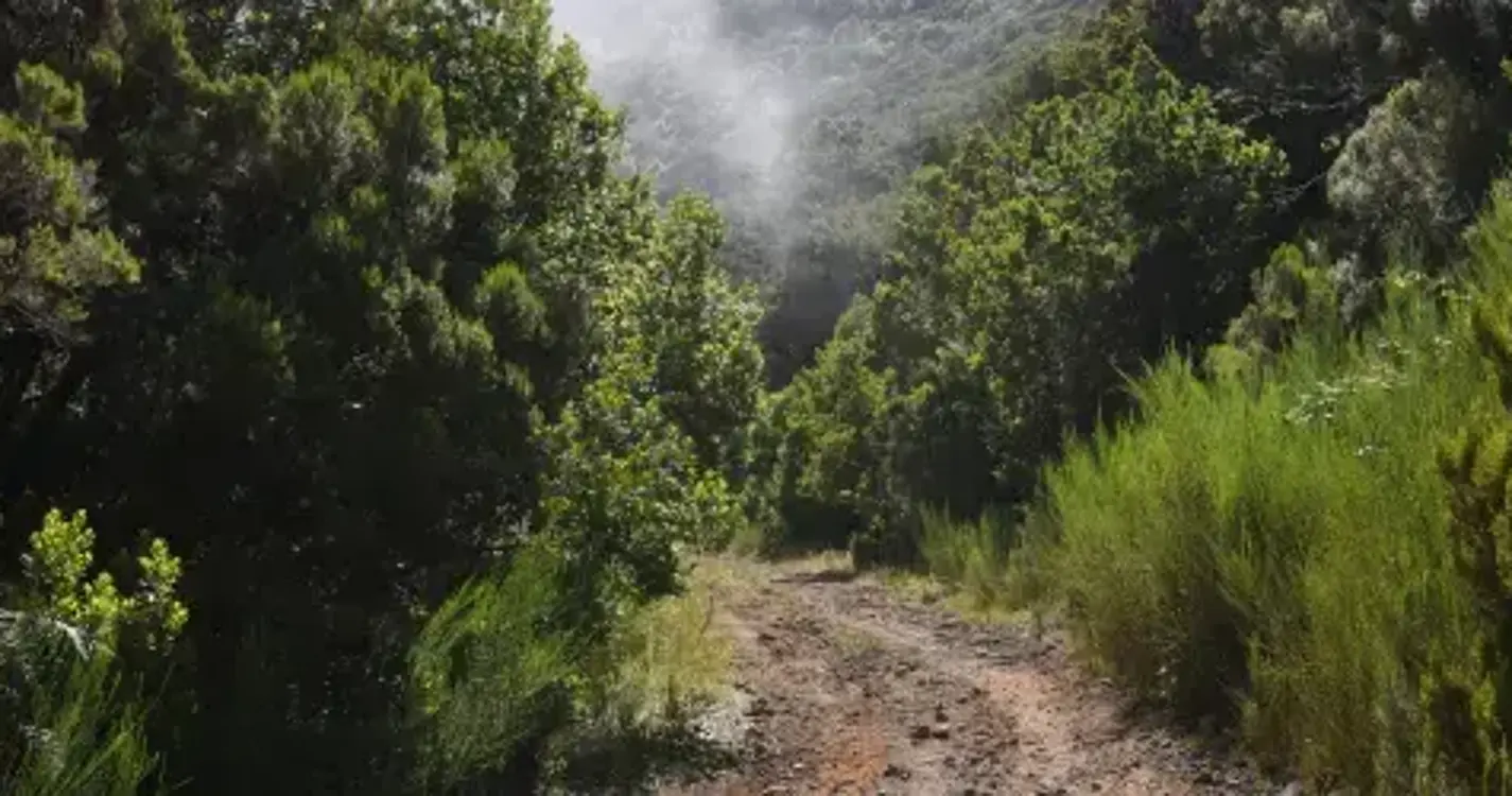 SPEA BirdLife satisfeita com recuo na intenção da pavimentação do Caminho das Ginjas