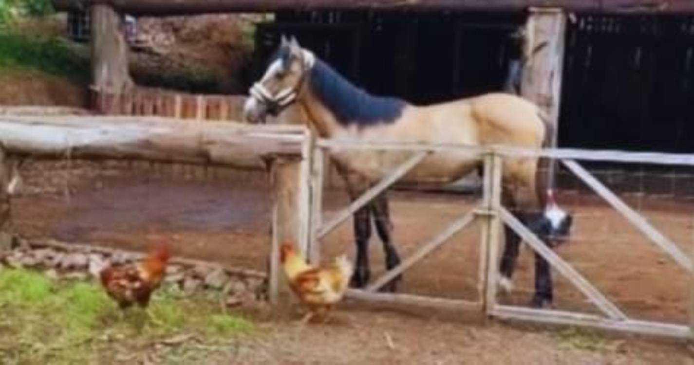 Dia da criança: CRESCER dinamiza atividade na Quinta da Caldeira - Centro de Equitação