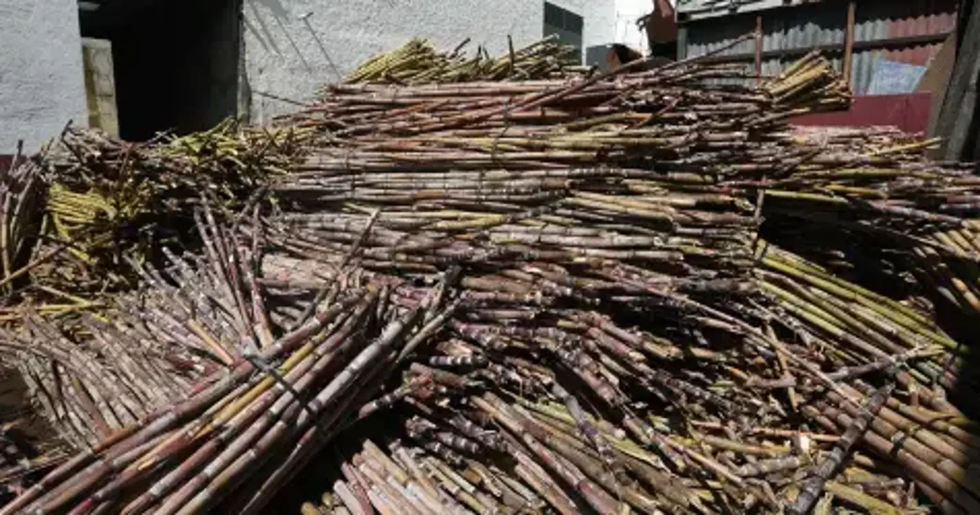 Engenhos madeirenses já receberam mais de 5 mil toneladas de cana