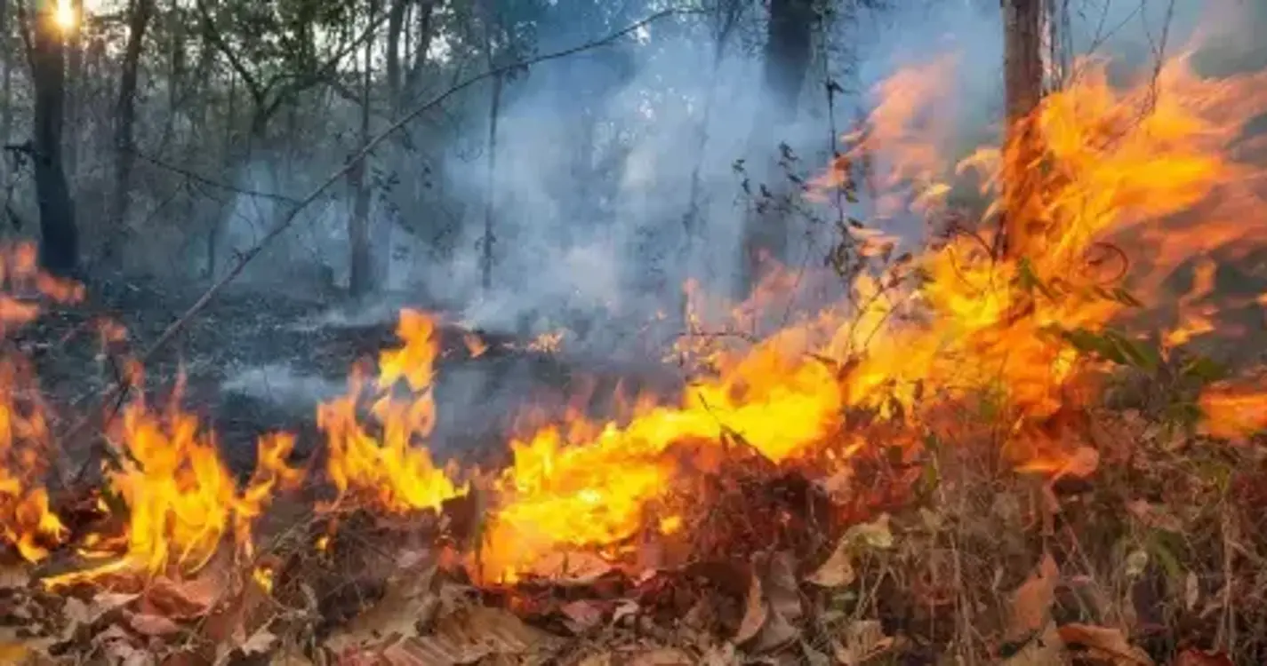 Incêndios: 700 operacionais combatem fogo em Trancoso com duas frentes ativas