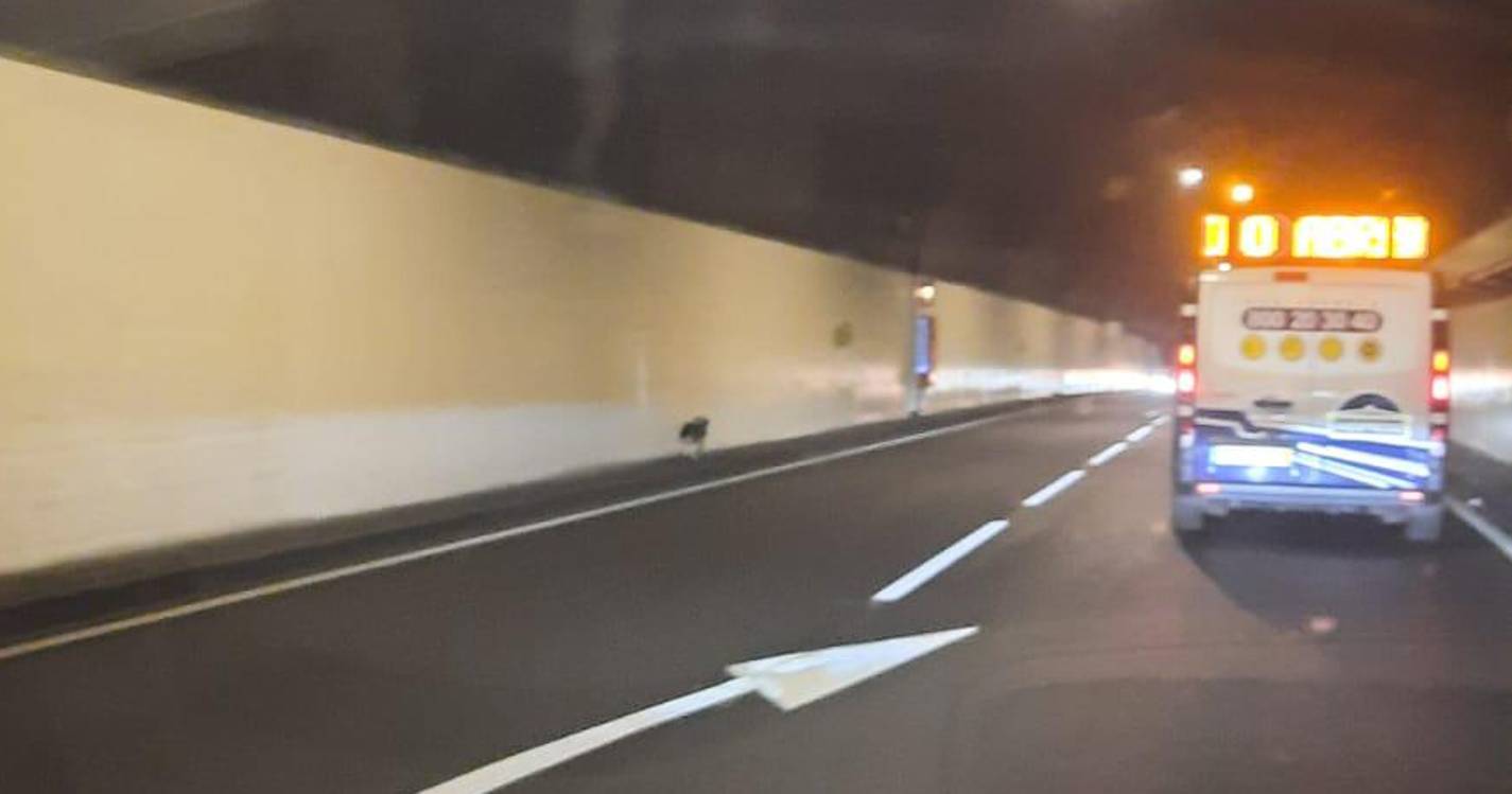 Cão circula na via rápida na Calheta (com vídeo)