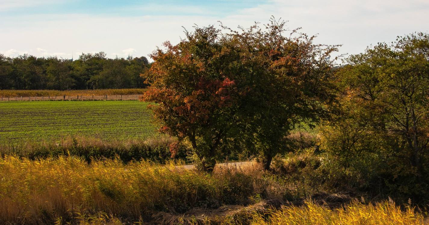 Distritos do Alentejo com aviso amarelo devido à chuva e vento chega no sábado