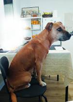 Família impedida de regressar com a companhia do seu cão