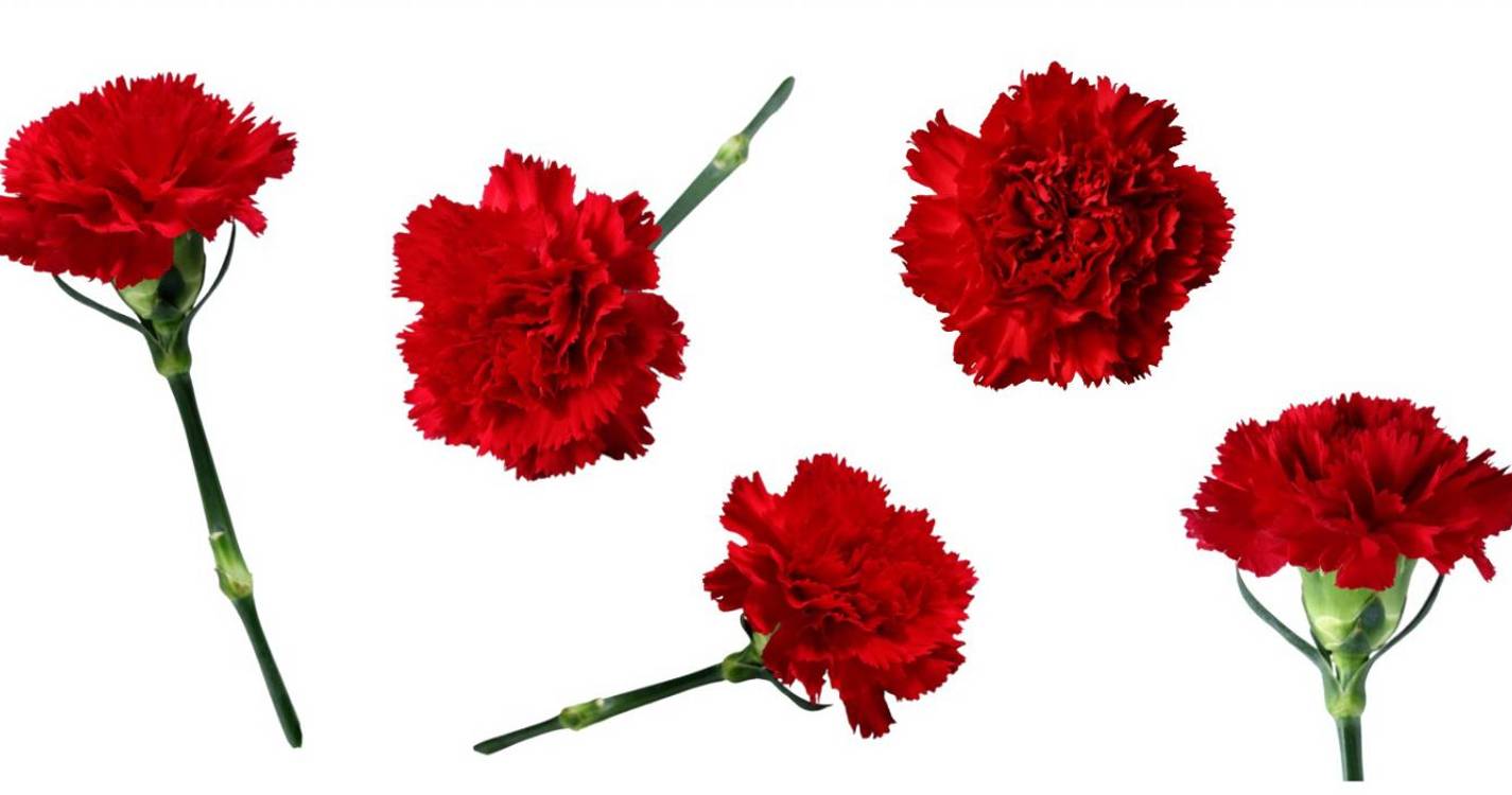 As palavras da liberdade