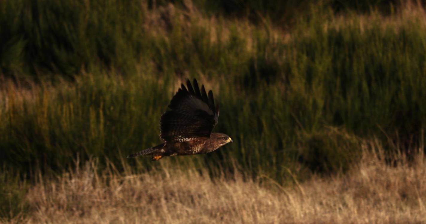 Censo de Mantas decorre entre 21 e 22 de março