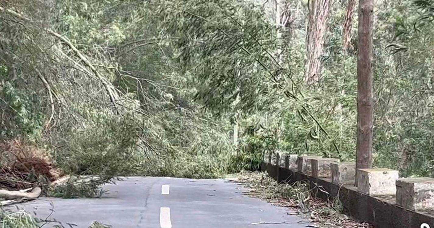 Galhos tombados para meio da Estrada da Eira do Serrado (veja o vídeo)