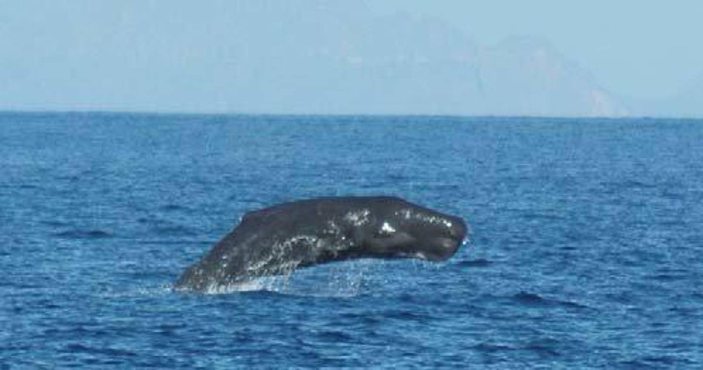 Cria de cachalote com 3,5 metros dá à costa na ilha Terceira