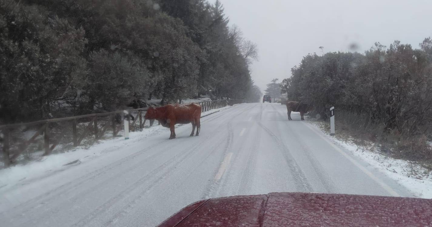 Neve encerra estradas e provoca constrangimentos nas zona do Paul da Serra