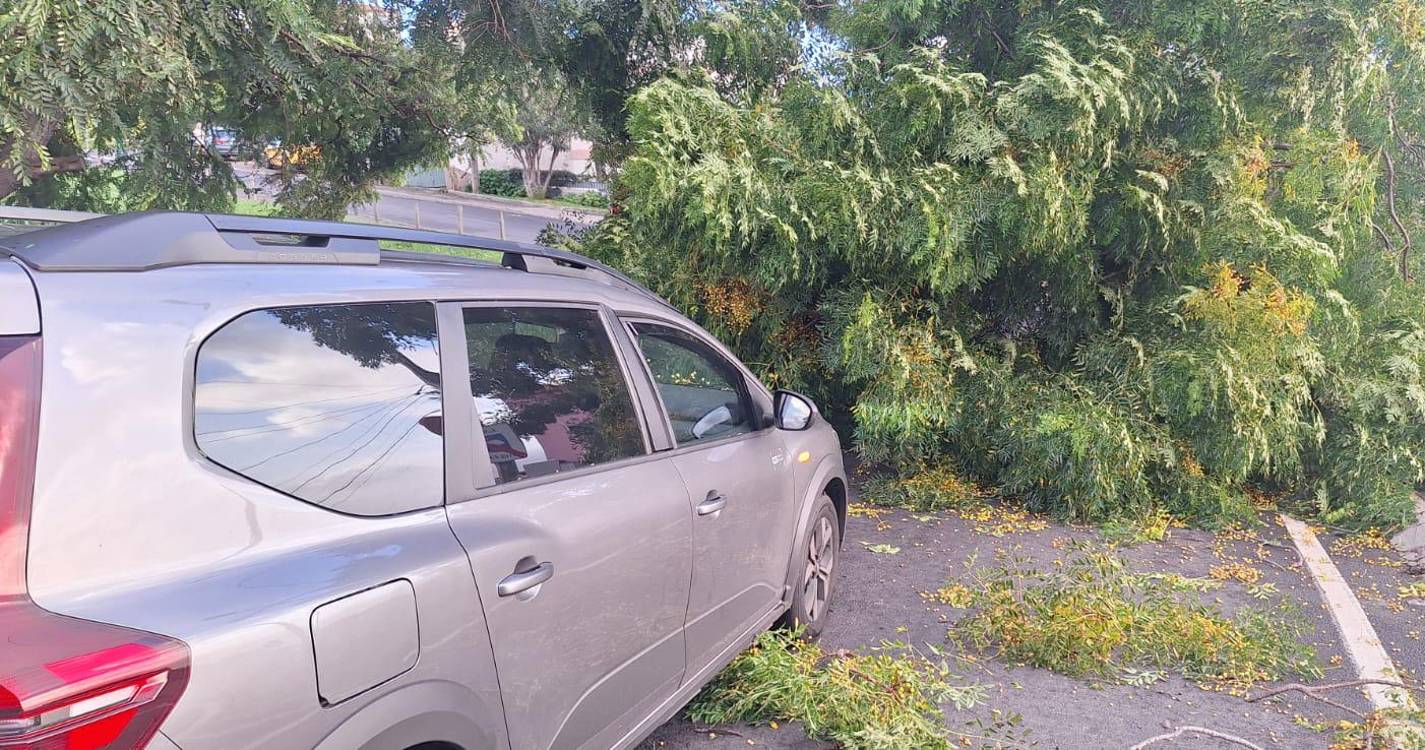 Queda de árvore causa danos e bloqueia saída da via rápida (com vídeo)