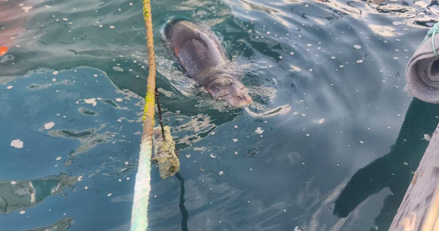 Lobo marinho juvenil descansa na marina de Santa Cruz