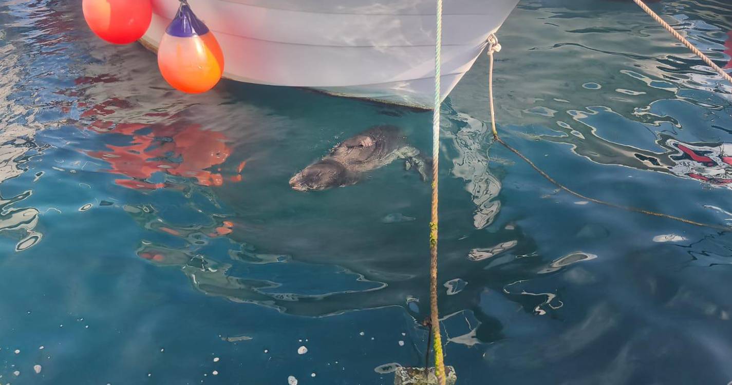 Lobo marinho juvenil descansa na marina de Santa Cruz