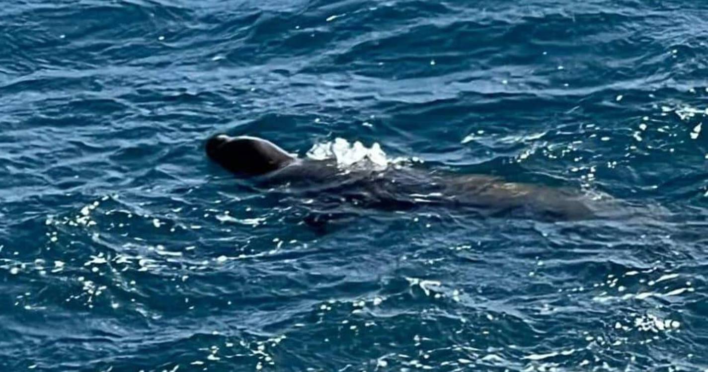 Lobo marinho avistado no Porto Novo
