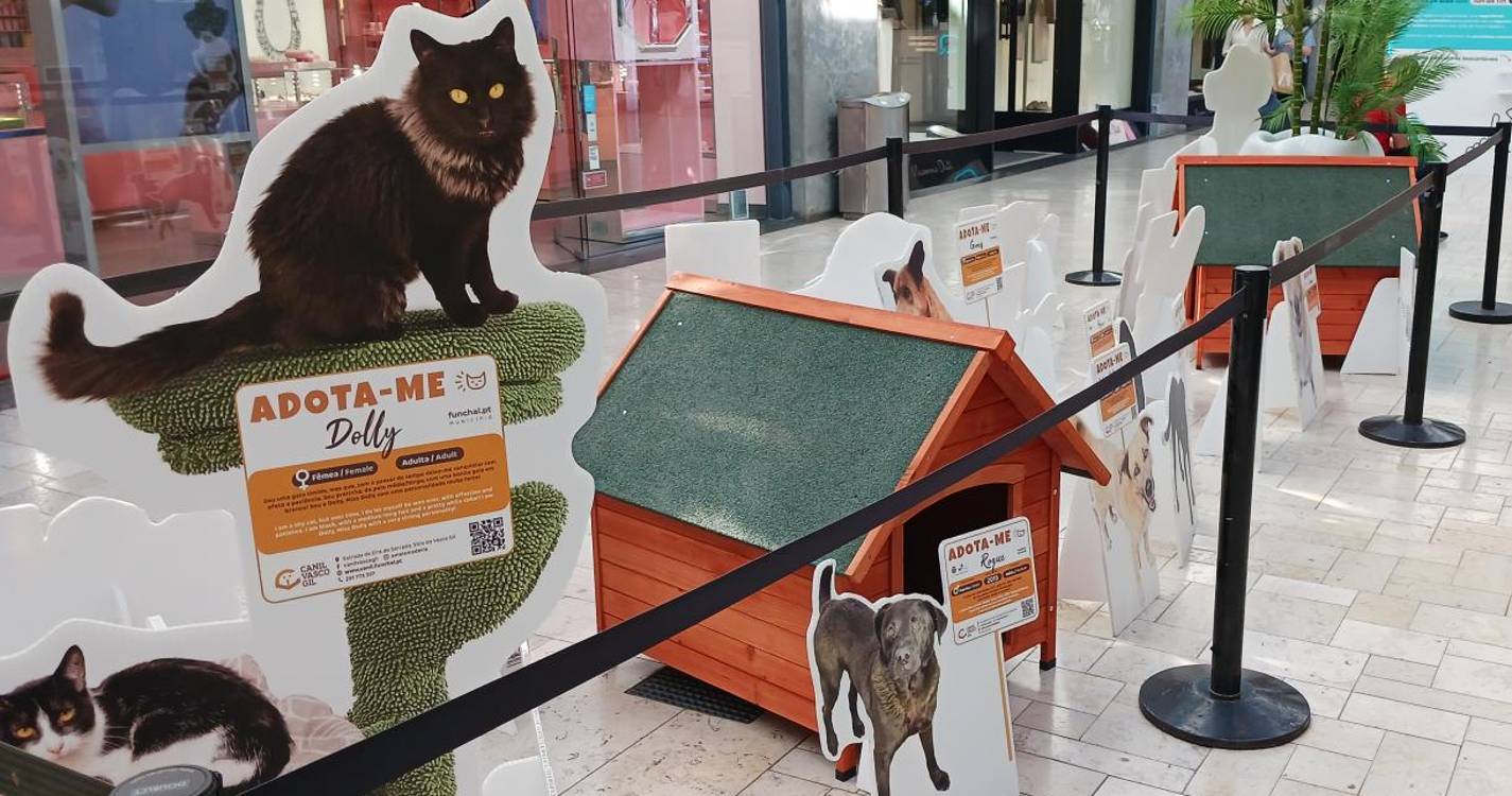 Forum Madeira recolhe alimentos para gatos do Canil do Vasco Gil