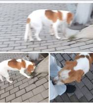 Cão desaparecido na zona do Palheiro Ferreiro