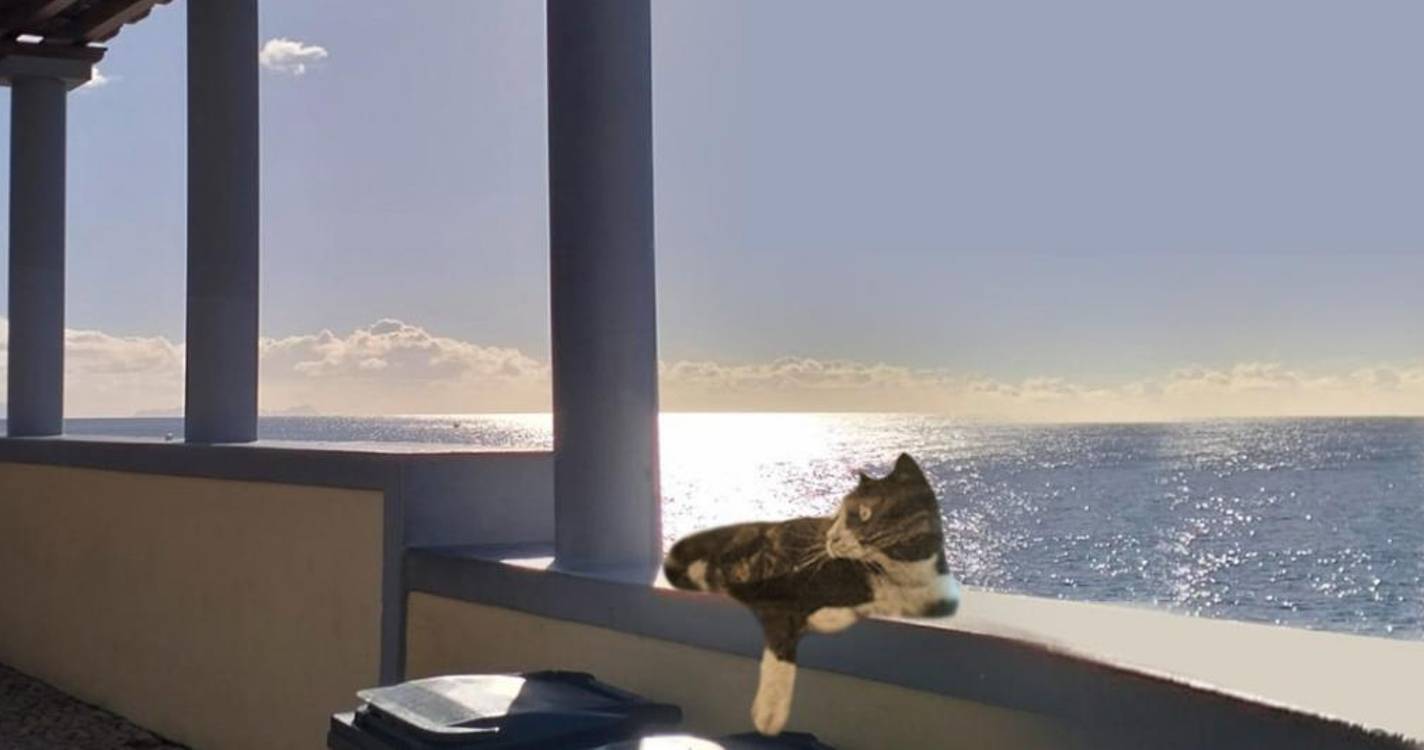 Gato Jackson será homenageado na Barreirinha