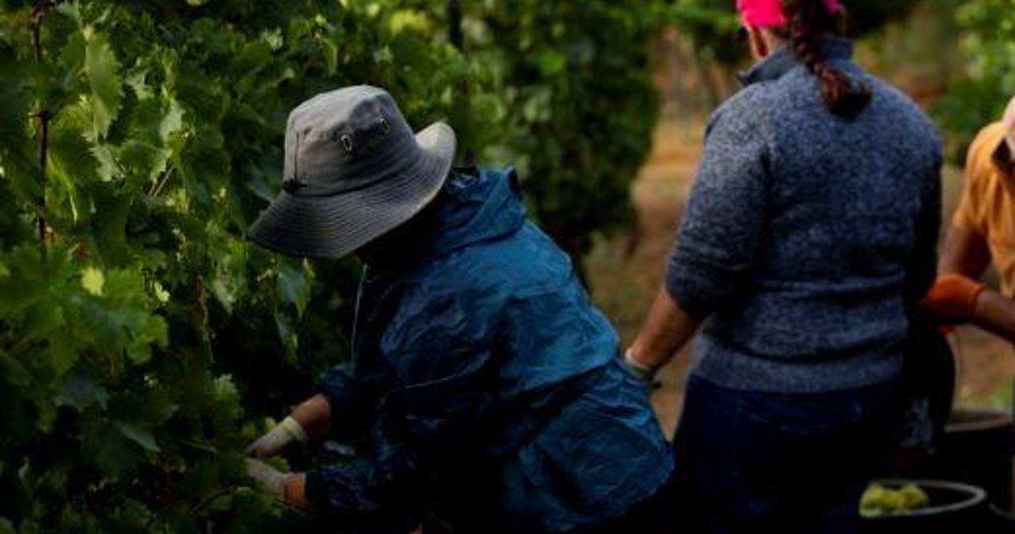 Douro em vindima com perspetiva de quebra na colheita e boa qualidade
